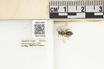 Media type: image;   Entomology 777355 Aspect: Labels